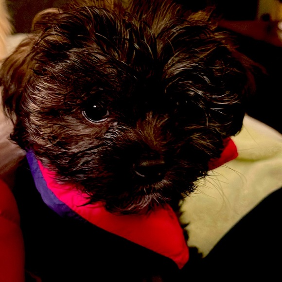 LuLu 🥰 My lil Shorkie❣️. [an Imperial Shitzu/Yorkie mix]. ADORABLE ❣️ - Picture 1 of 1